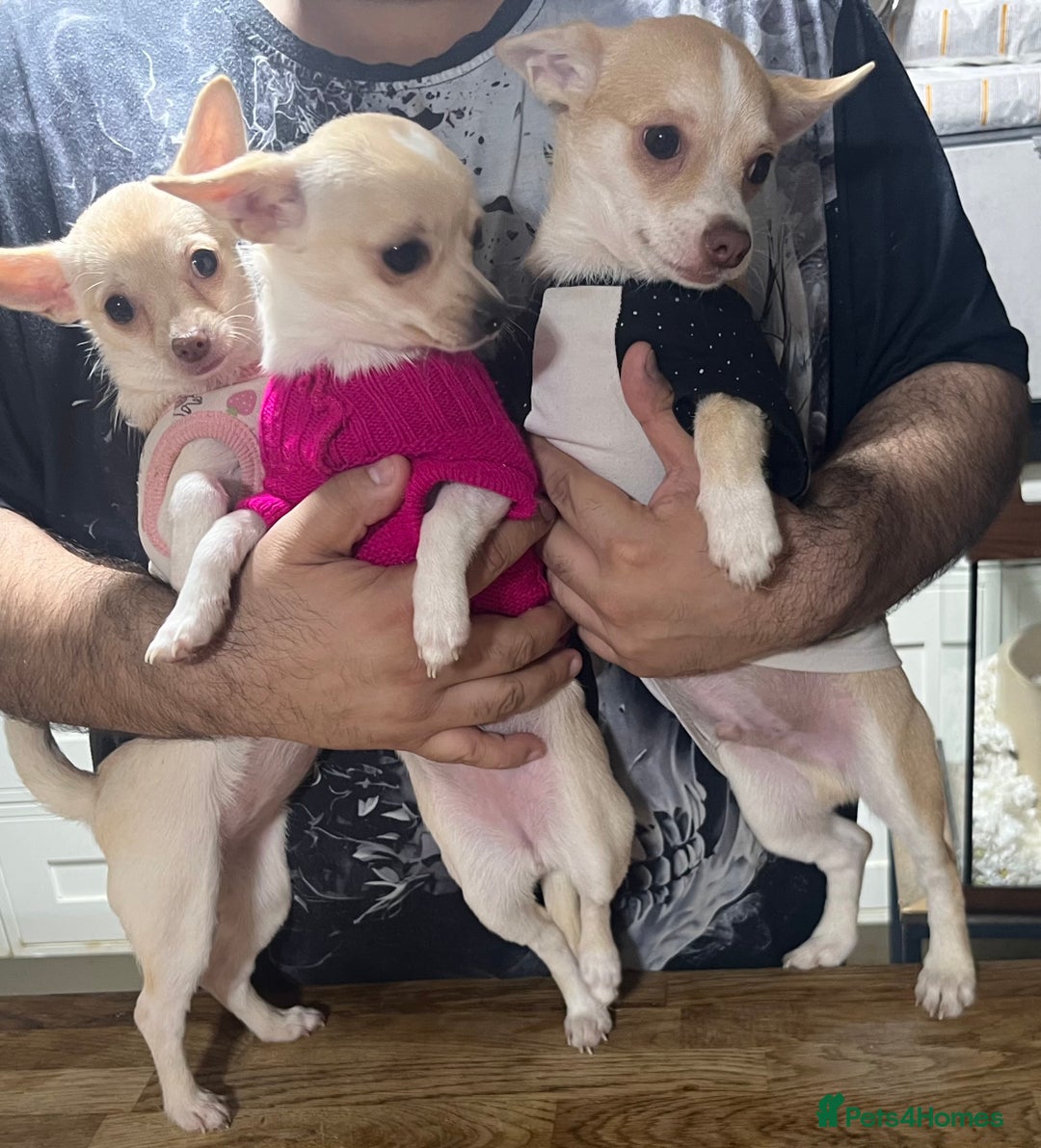 Chihuahua dogs for sale: 3 small chihuahua puppies  - Image 13