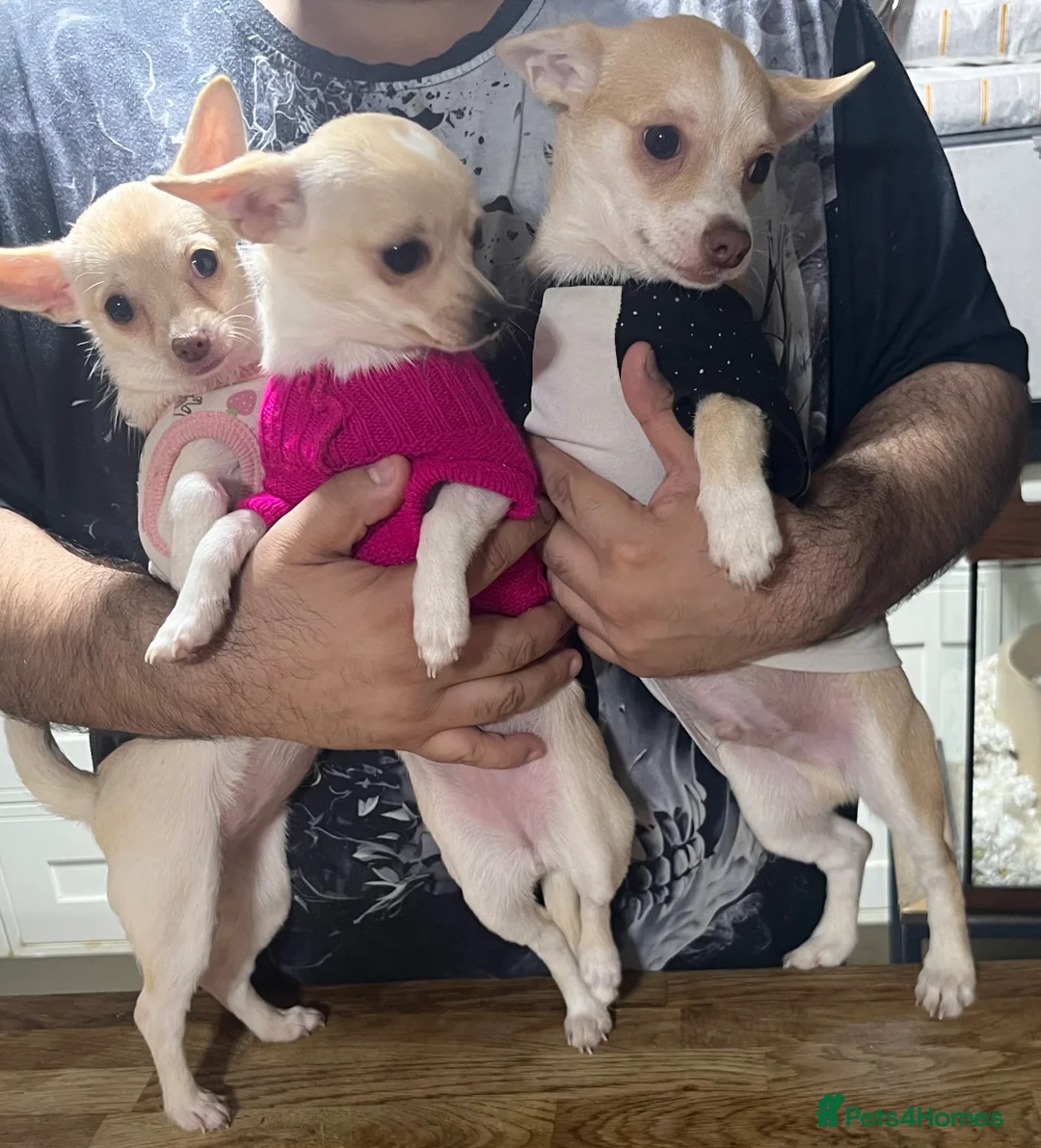 Chihuahua dogs for sale: Male chihuahua puppy left - Prince - Advert 2