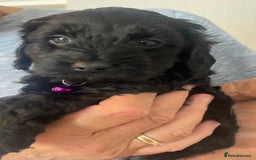 Cavapoo dogs for sale: Quality cavapoo puppies  - Image 7