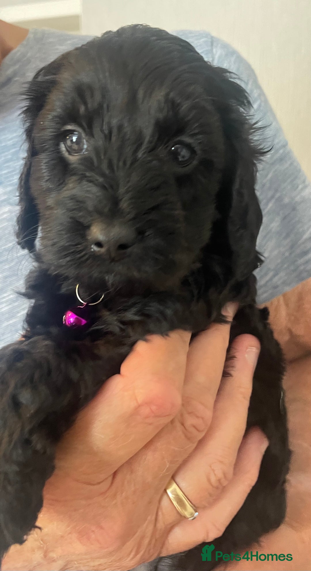 Cavapoo dogs for sale: Quality cavapoo puppies  - Image 7