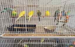 Parakeets birds for sale: Baby budgies - Image 1