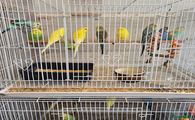 Parakeets birds - Advert 11
