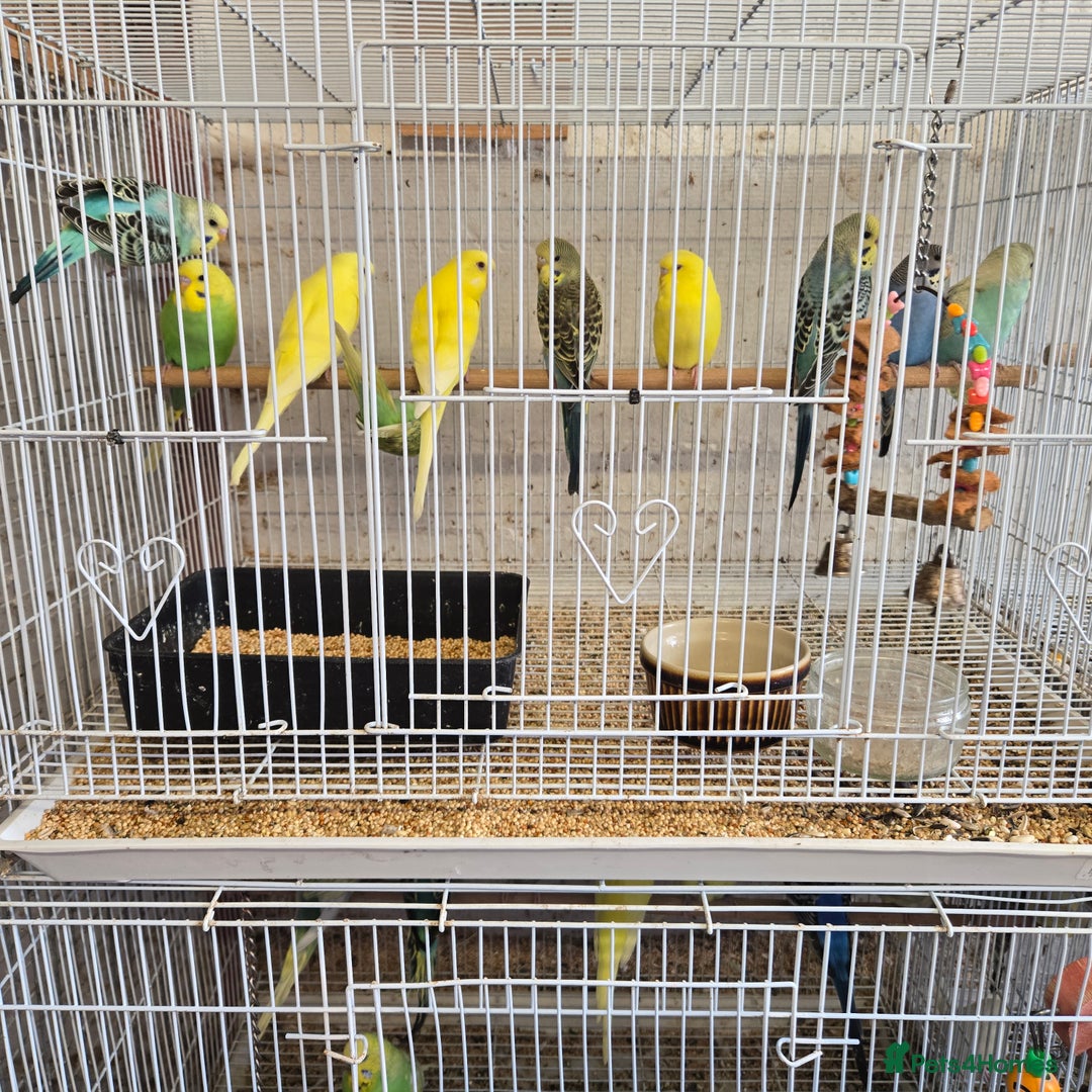 Parakeets birds for sale: Baby budgies - Image 1