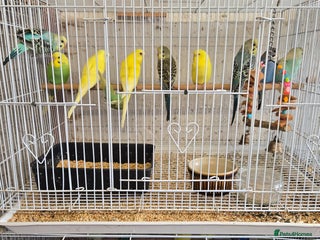 Parakeets birds - Advert 8