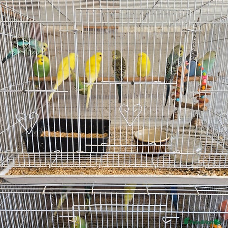 Parakeets birds - Advert 18