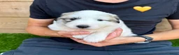 Pyrenean Mountain Dog dogs for sale: ONLY 1 Pyrenean Mountain Dog Puppies left 💙💛💙💛 - Advert 20