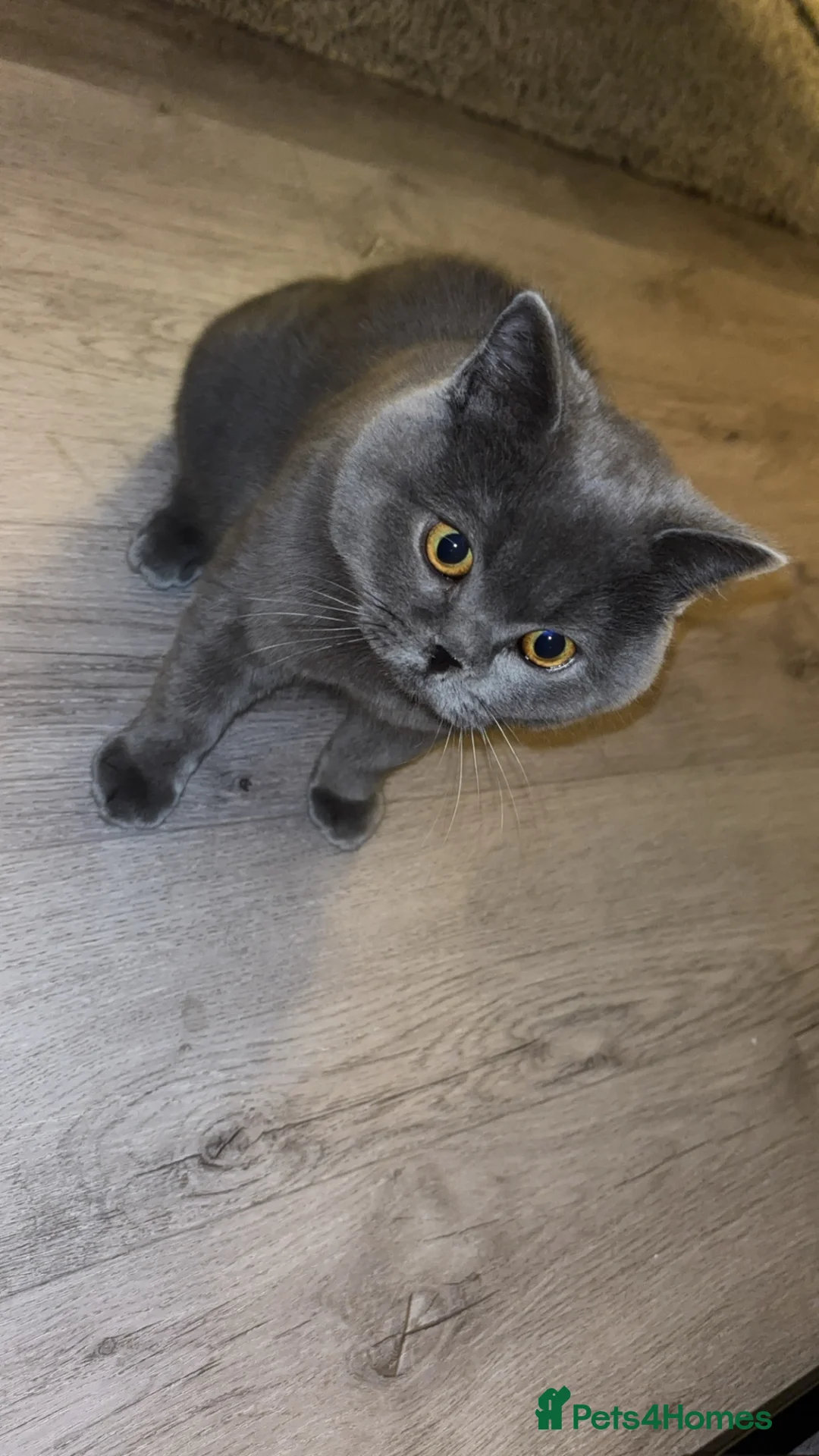 British Shorthair cats for sale: 1 year old BSH - Advert 1