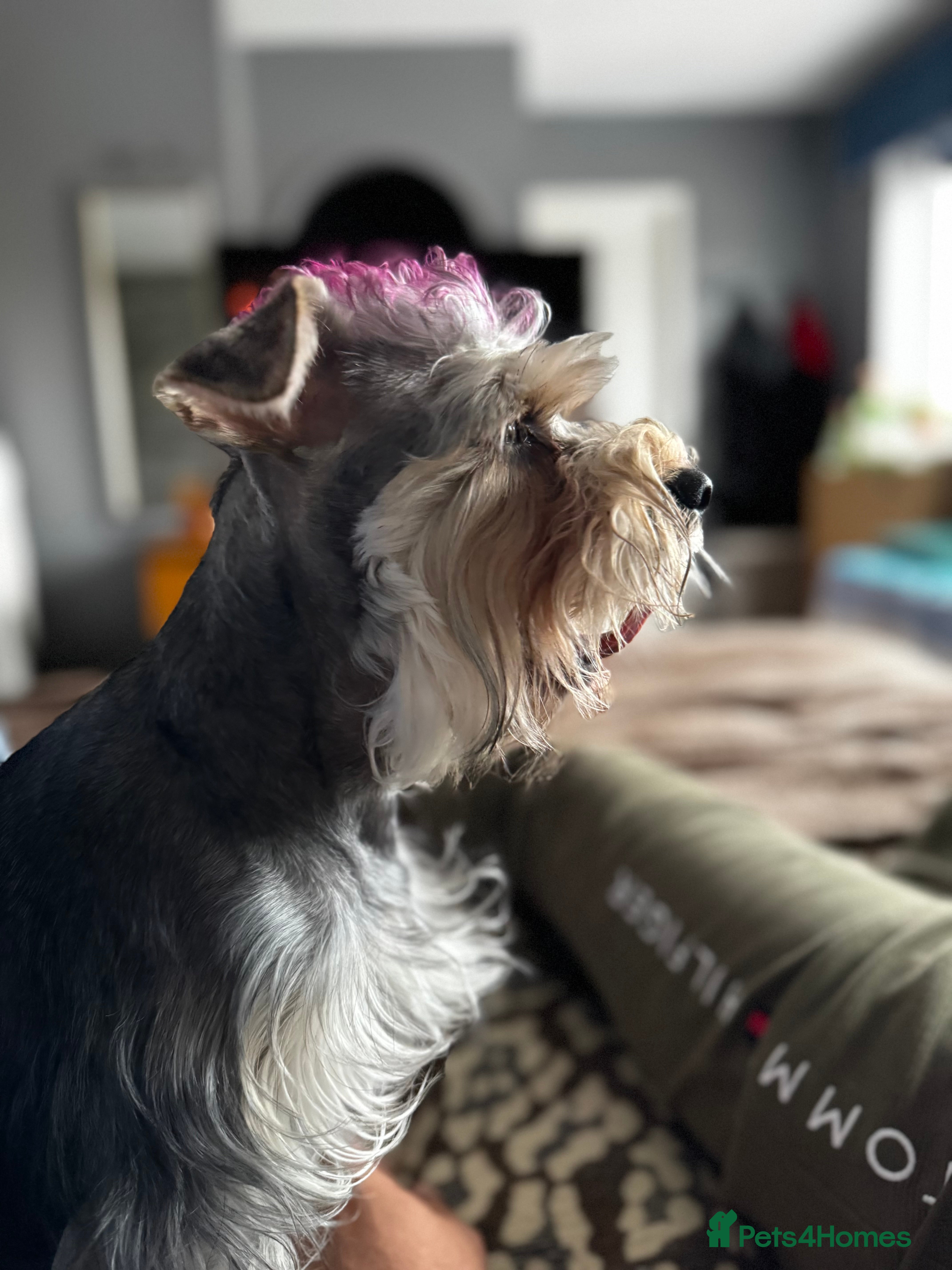 Miniature Schnauzer dogs miniature schnauzer girl looking for a boyfriend  - Advert 3