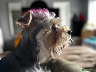 Miniature Schnauzer dogs miniature schnauzer girl looking for a boyfriend - Advert 3