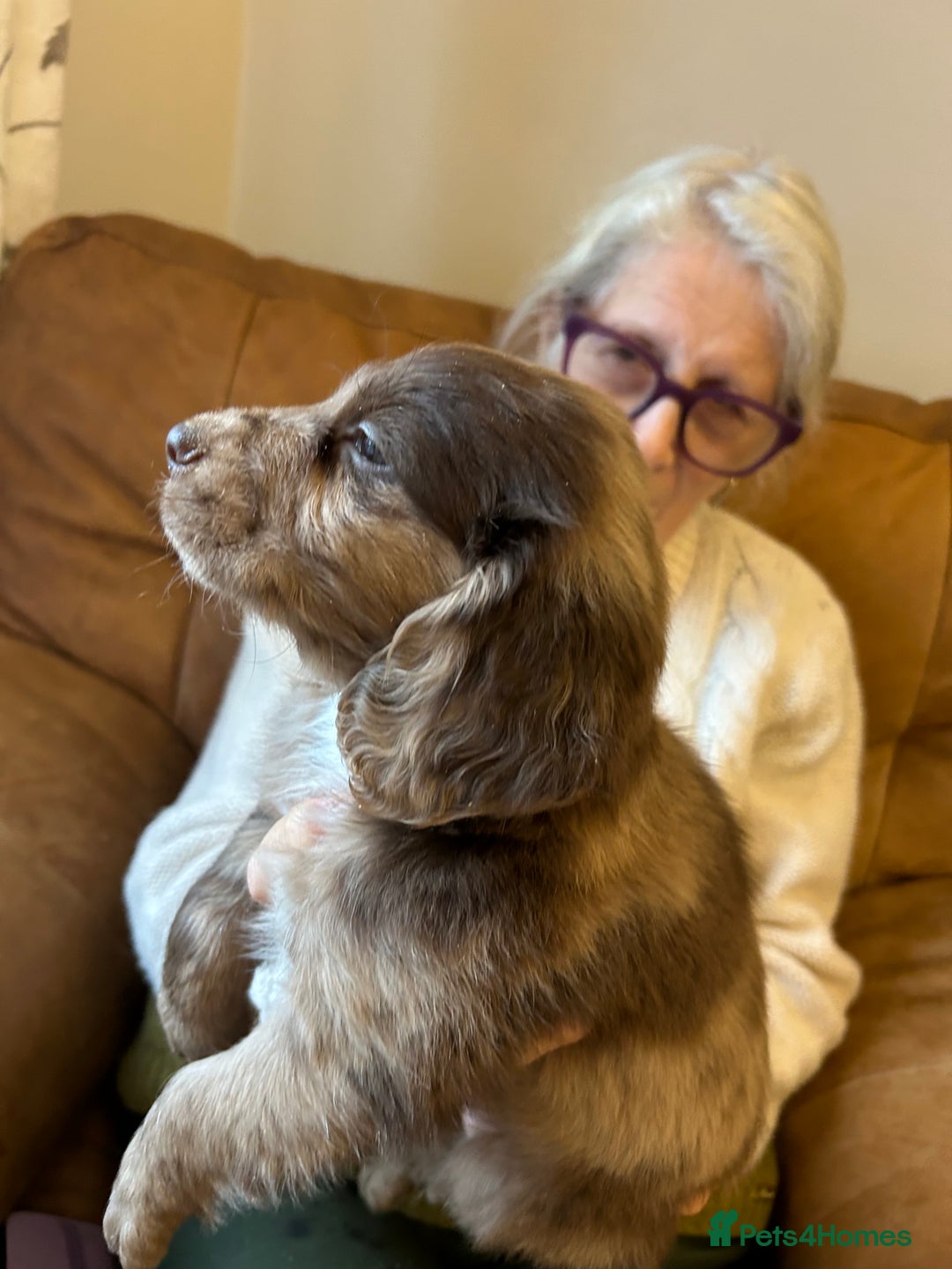Cocker Spaniel dogs for sale: Cracking Cocker Spaniels  - Image 8
