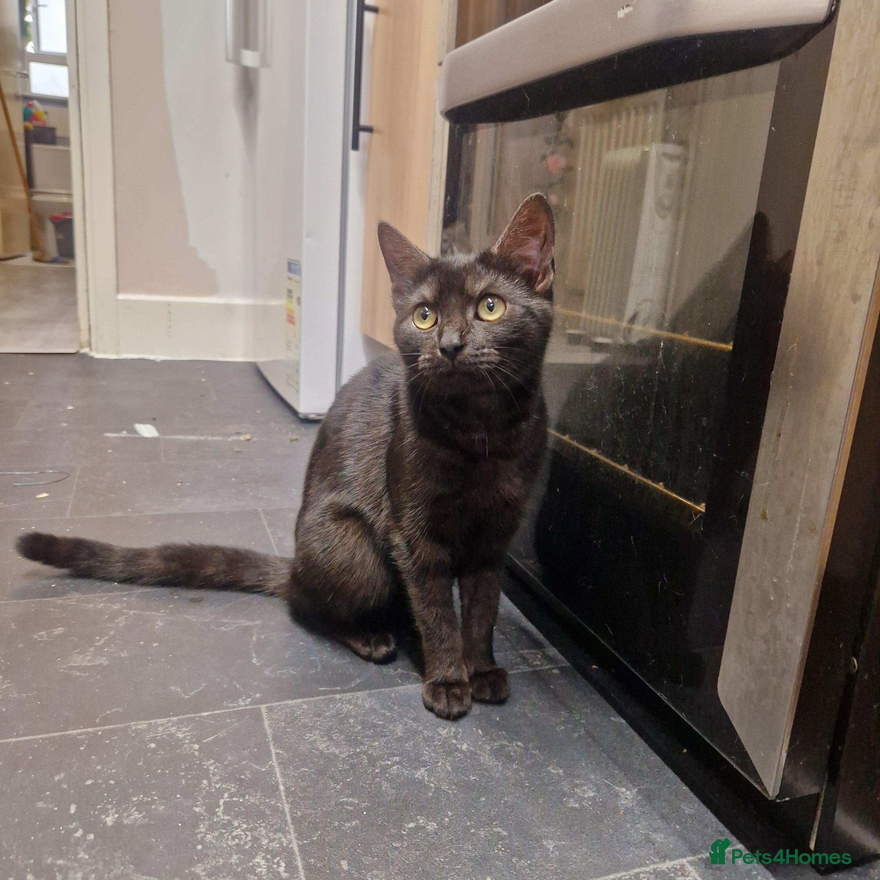 Domestic Shorthair cats 10 month old female brown black tabby  in London - Advert 1