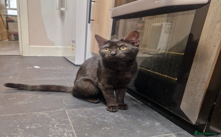 Domestic Shorthair cats in London - Advert 16