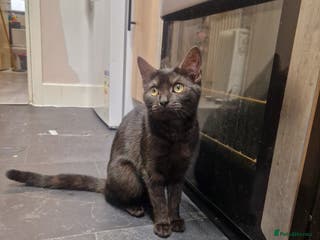 Domestic Shorthair cats 10 month old female brown black tabby in London - Advert 1