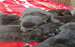 German Shepherd dogs for sale: German shepherd pups, HULL - Image 12