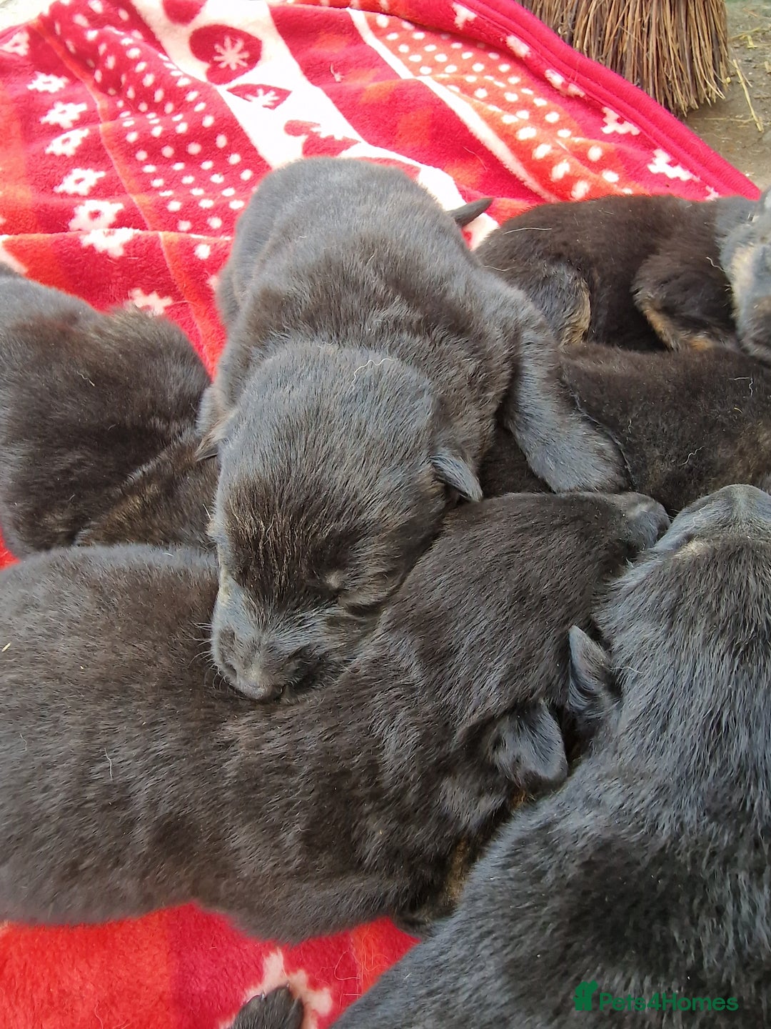 German Shepherd dogs for sale: German shepherd pups, HULL - Image 12