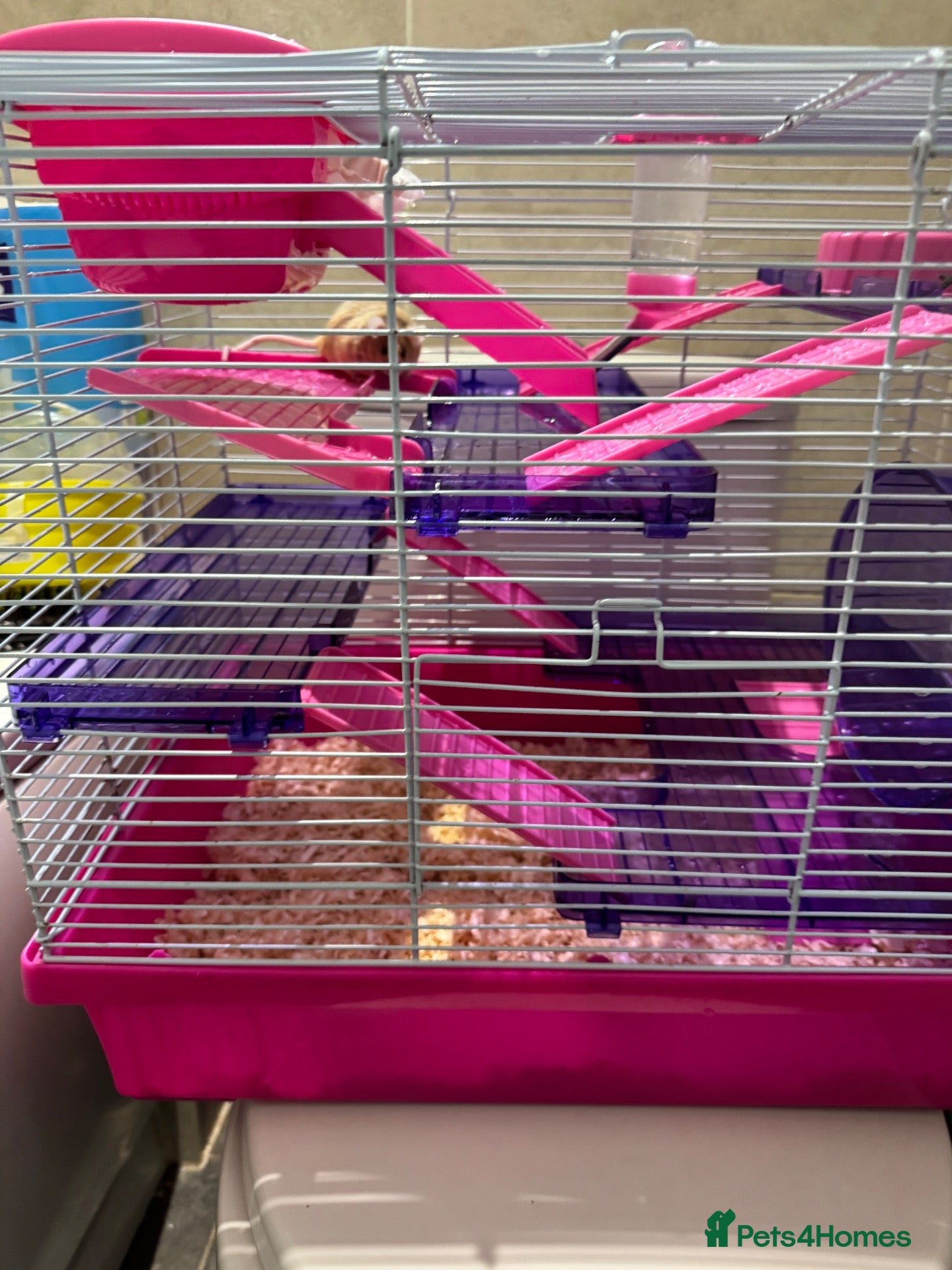 Mouse rodents Two female fancy mice with cage  - Advert 1