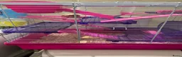 Mouse rodents for sale: Two female fancy mice with cage  - Advert 1