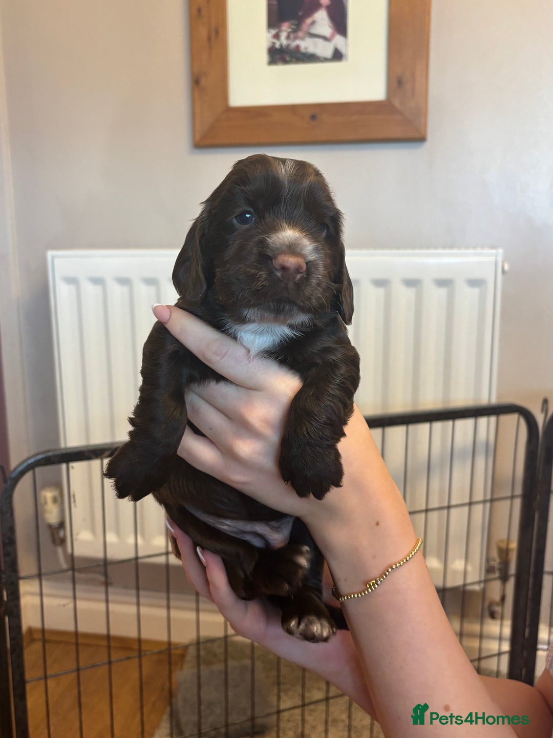 Cocker Spaniel dogs for sale: 4 cocker spaniel puppies, mum and dad family pets - Advert 7