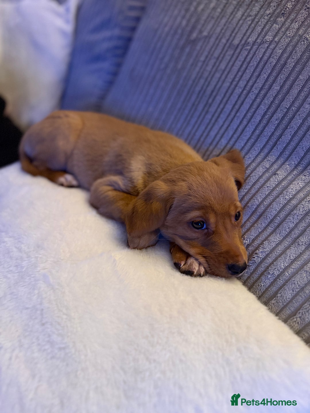 Mixed Breed dogs for sale: Labrador puppy  - Advert 4