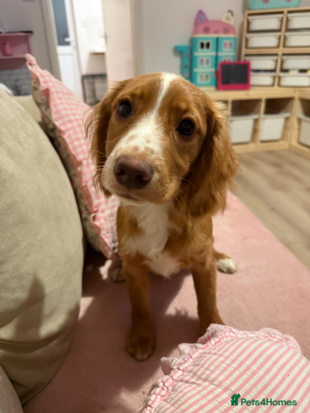 Cocker Spaniel dogs for sale: Cocker spaniel boy - Advert 2