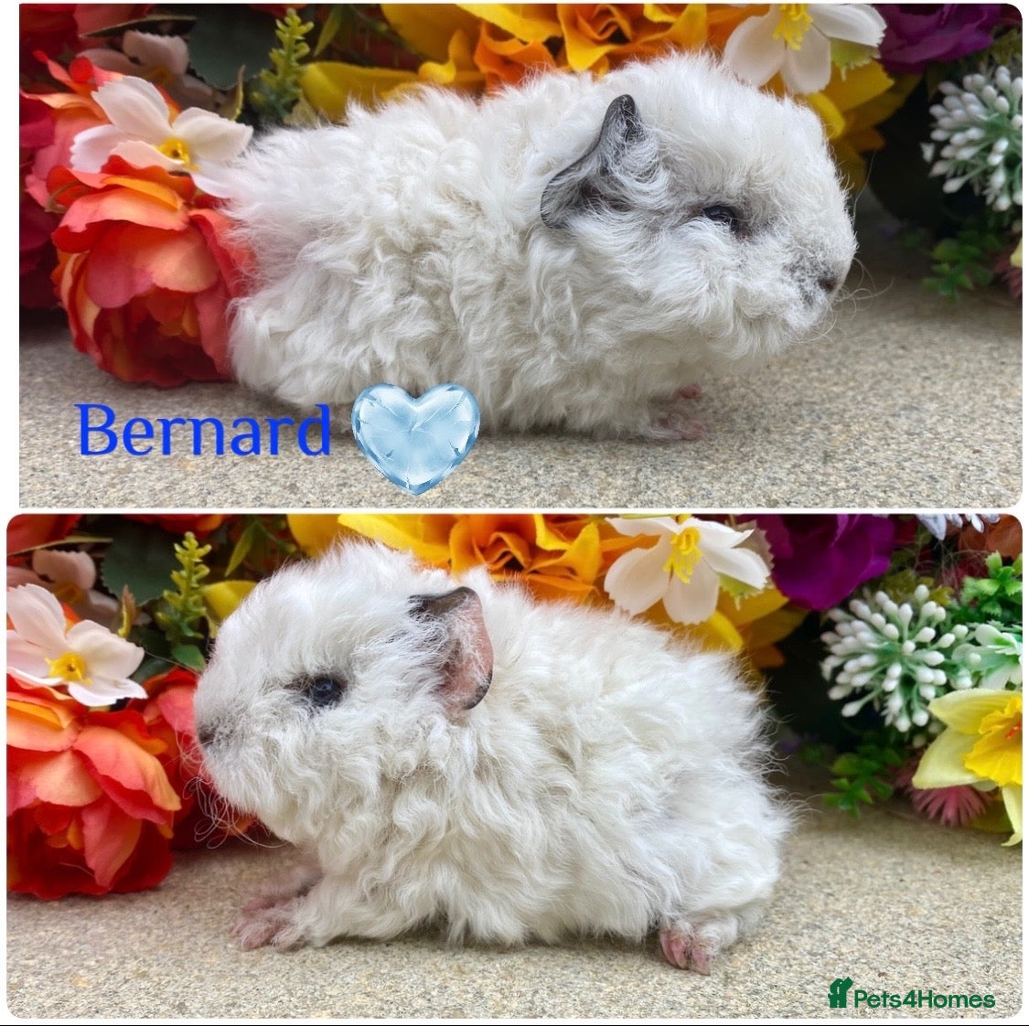 Guinea Pig rodents Pedigree Lunkarya/Blue/ Dalmation Guinea pigs  - Advert 1