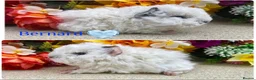Guinea Pig rodents for sale: Pedigree Lunkarya/Blue/ Dalmation Guinea pigs  - Advert 5