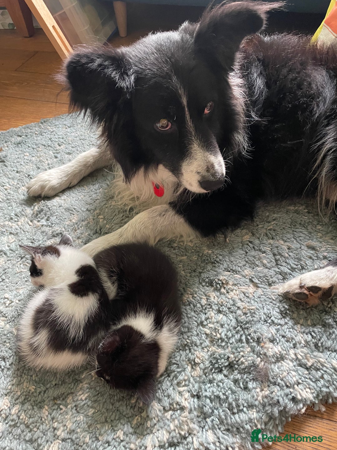Mixed Breed cats for sale: Beautiful affectionate kittens for sale  - Image 5