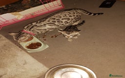 Bengal cats for sale: Silver bengals - Image 6