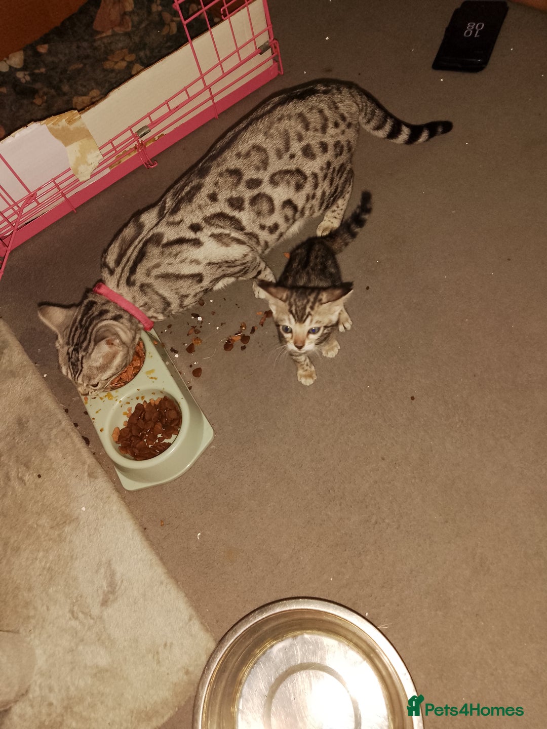 Bengal cats for sale: Silver bengals - Image 6
