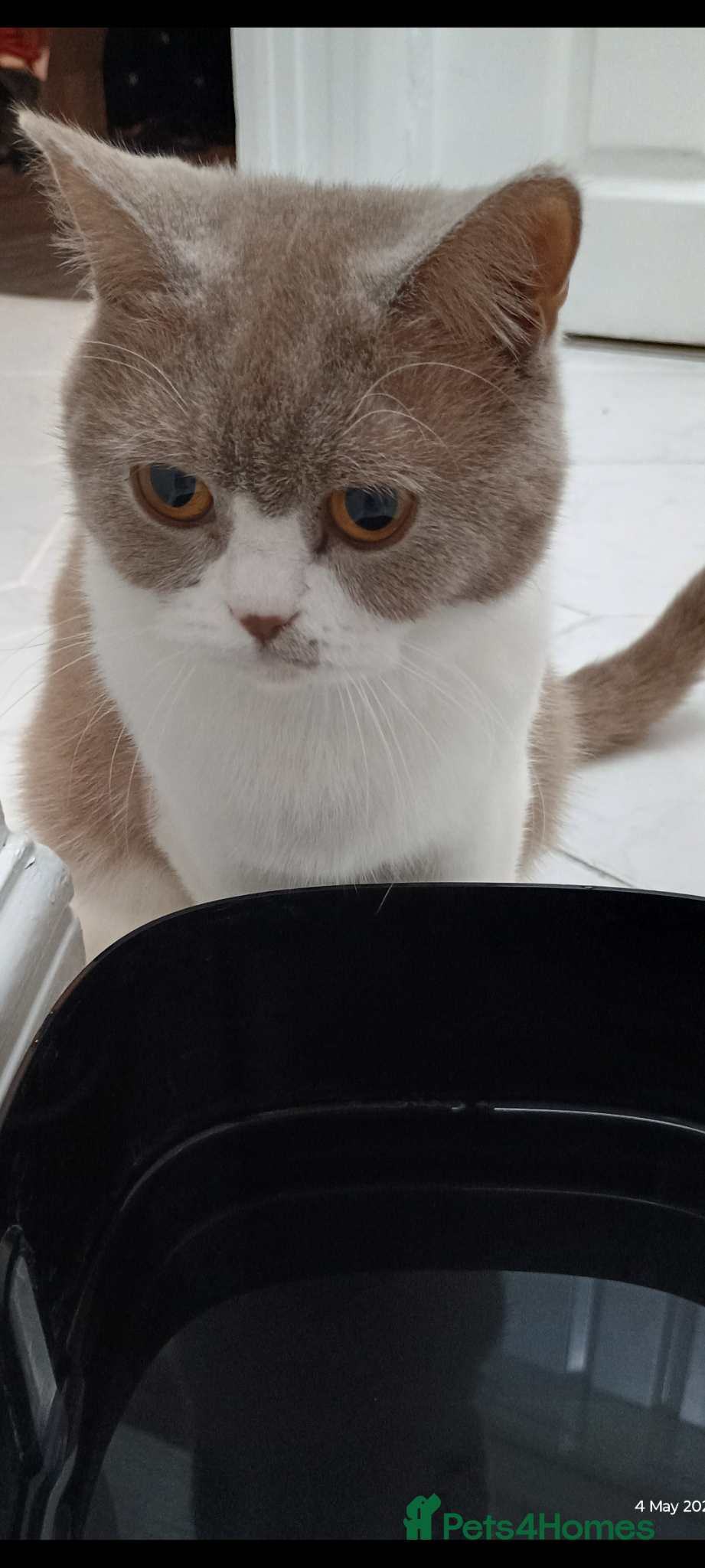 British Shorthair cats Female British short hair  - Advert 17