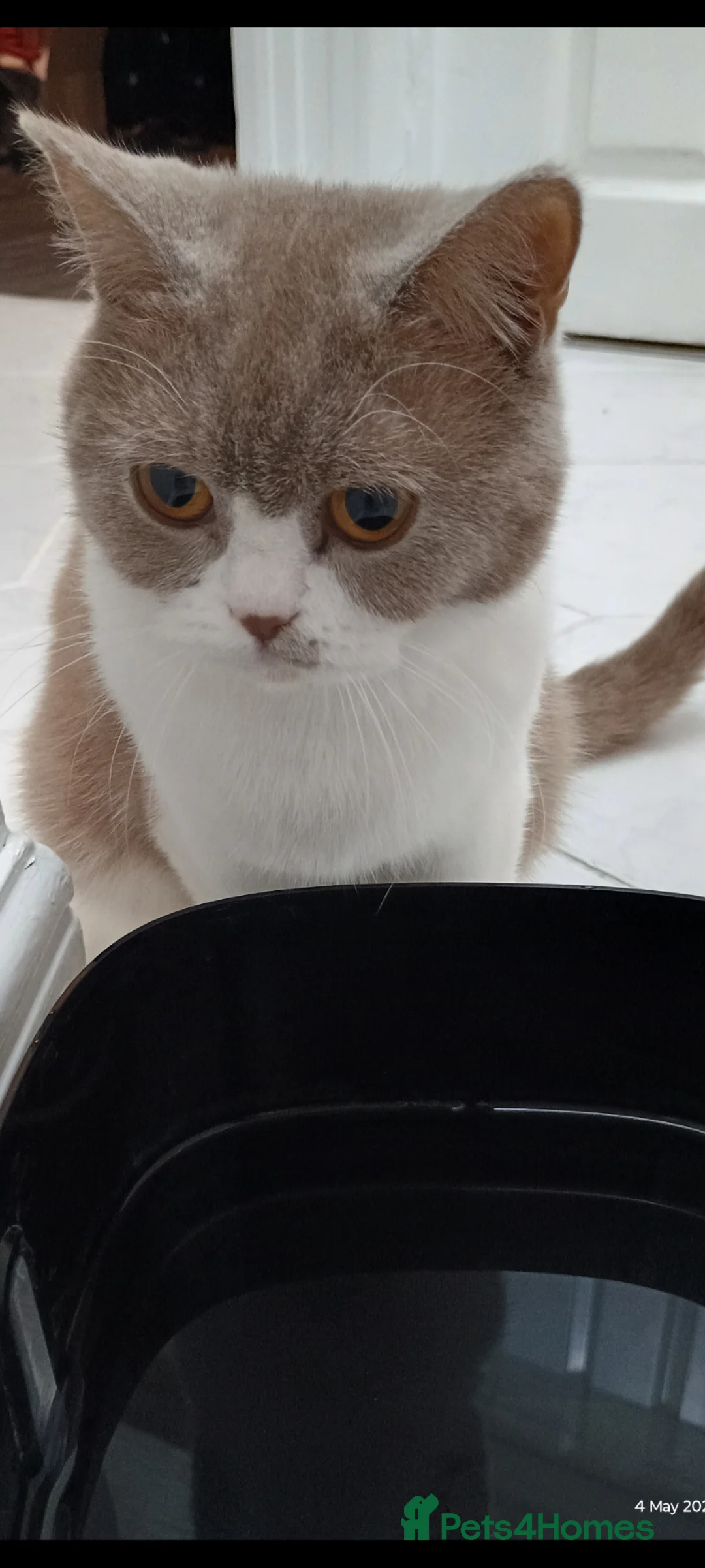 British Shorthair cats for sale: Female British short hair  - Advert 1