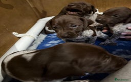 German Shorthaired Pointer dogs for sale: Gorgeous litter of German Shorthair puppies - Image 5