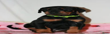Dobermann Puppy 2