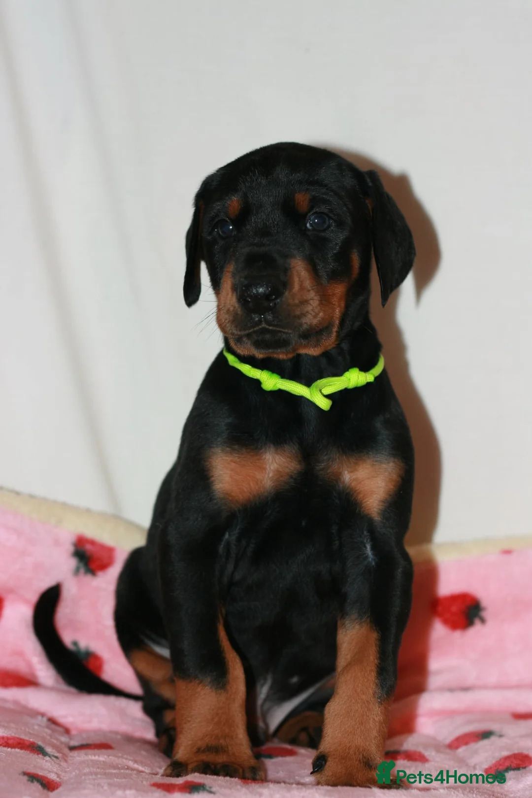 Dobermann dogs for sale: Evalesco Dobermanns - Advert 24