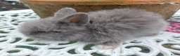 Lionhead rabbits for sale: PUREBRED DOUBLE/TEDDY LION HEAD BABIES  - Advert 5