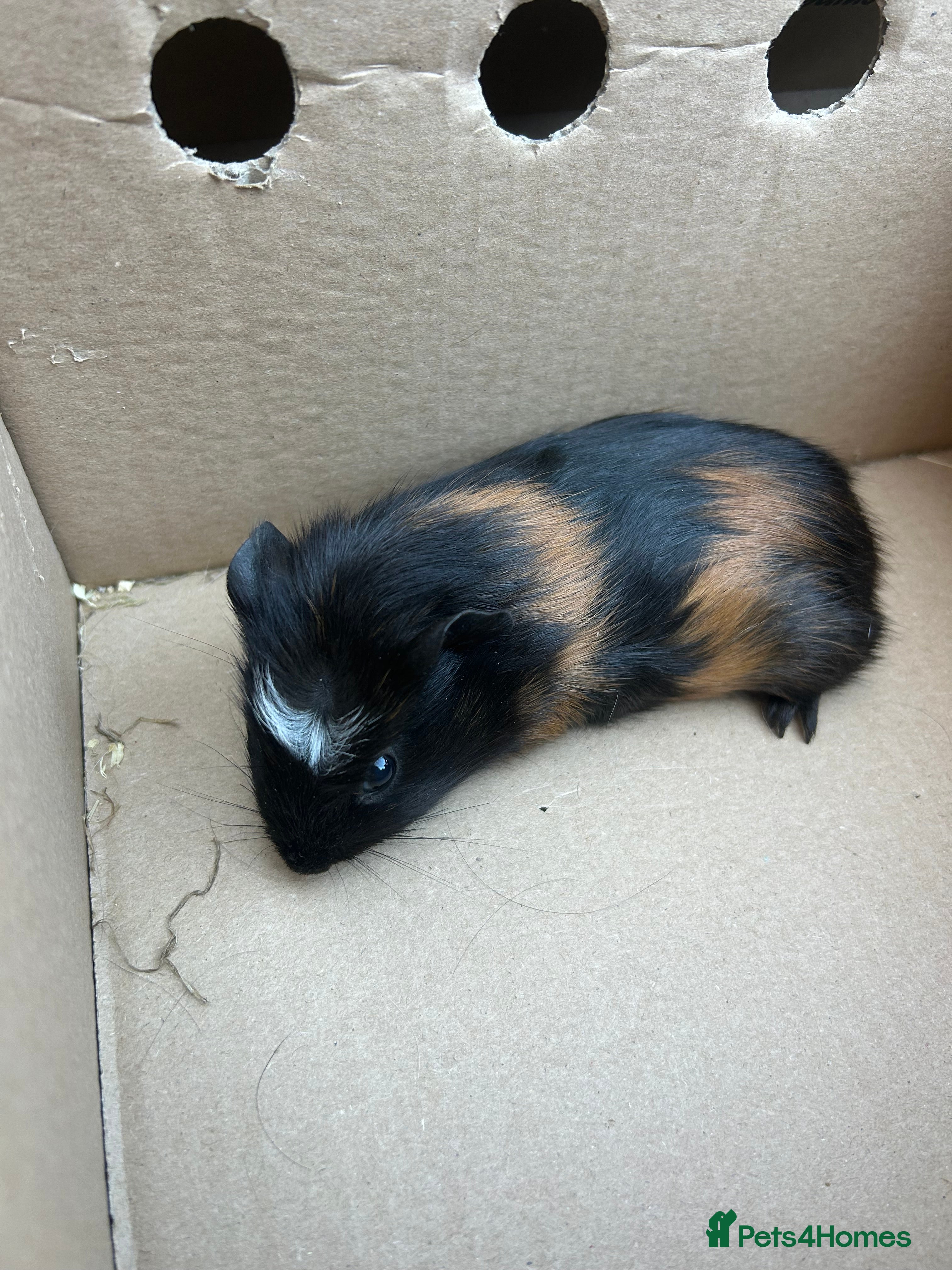 Guinea Pig rodents 4 male guinea pigs - Advert 1