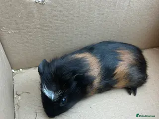 Guinea Pig rodents 4 male guinea pigs - Advert 4