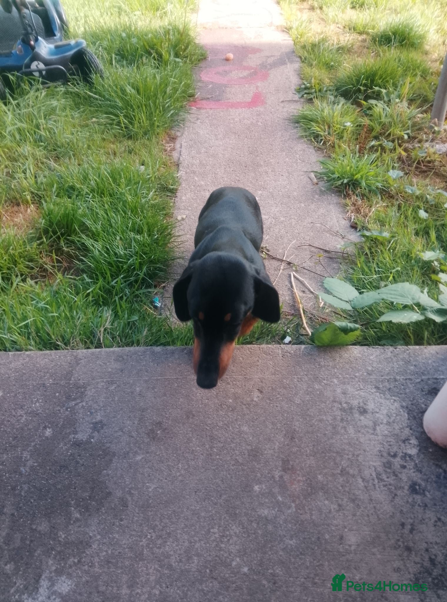 Dachshund dogs 3  Dachshund puppys looking for new family.🐶🐶🐶 - Advert 1