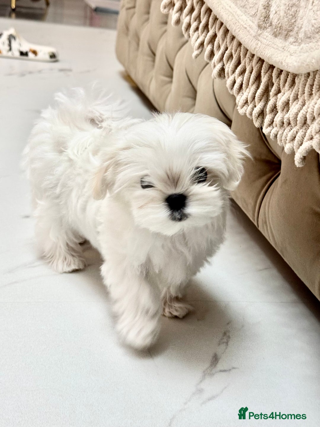 Maltese dogs for sale: Outstanding Quality Tiny  Maltese  - Advert 20