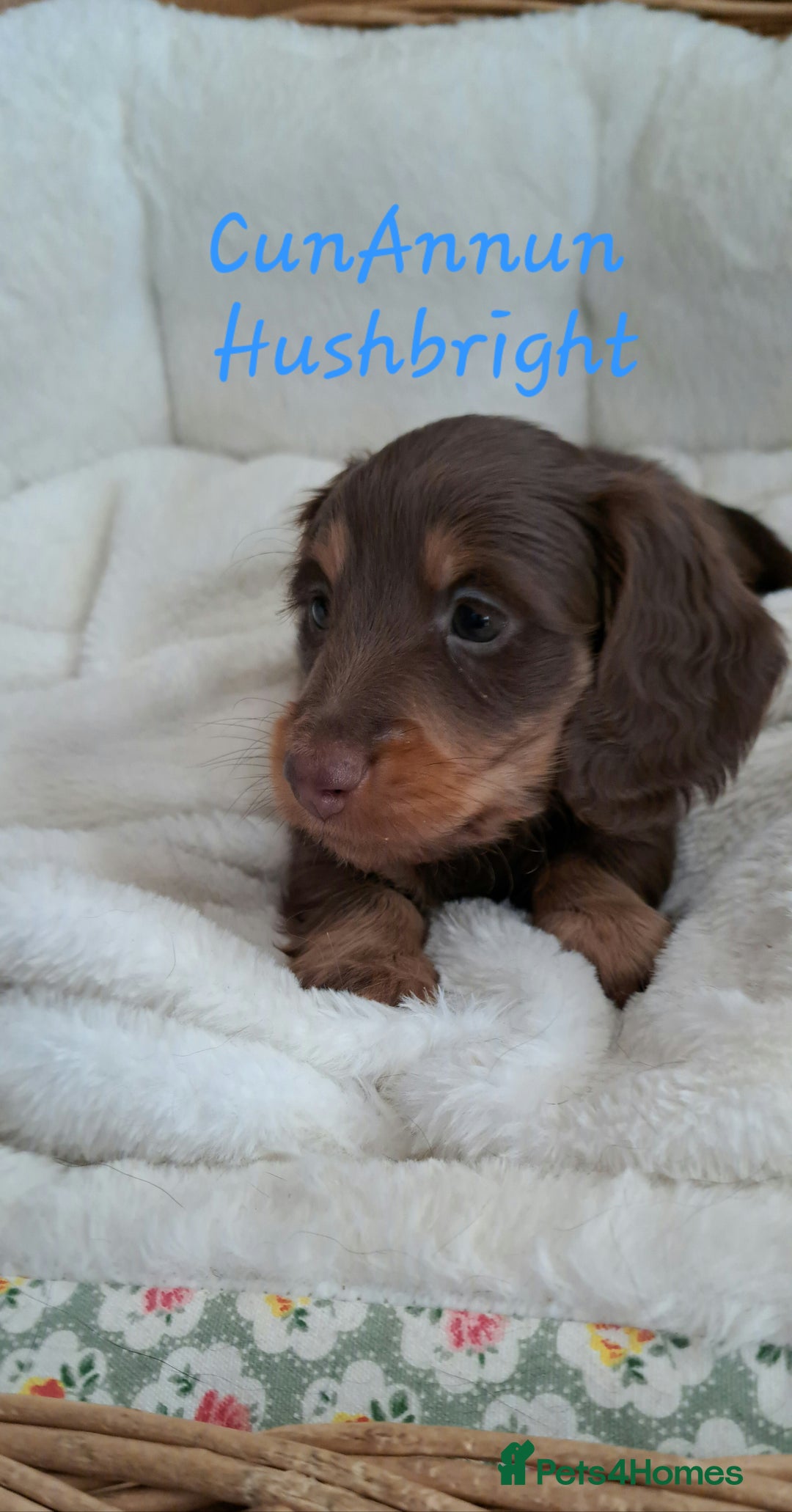 Miniature Dachshund dogs for sale: Kc. Healthtested Miniature Longhaired Dachshund - Advert 11