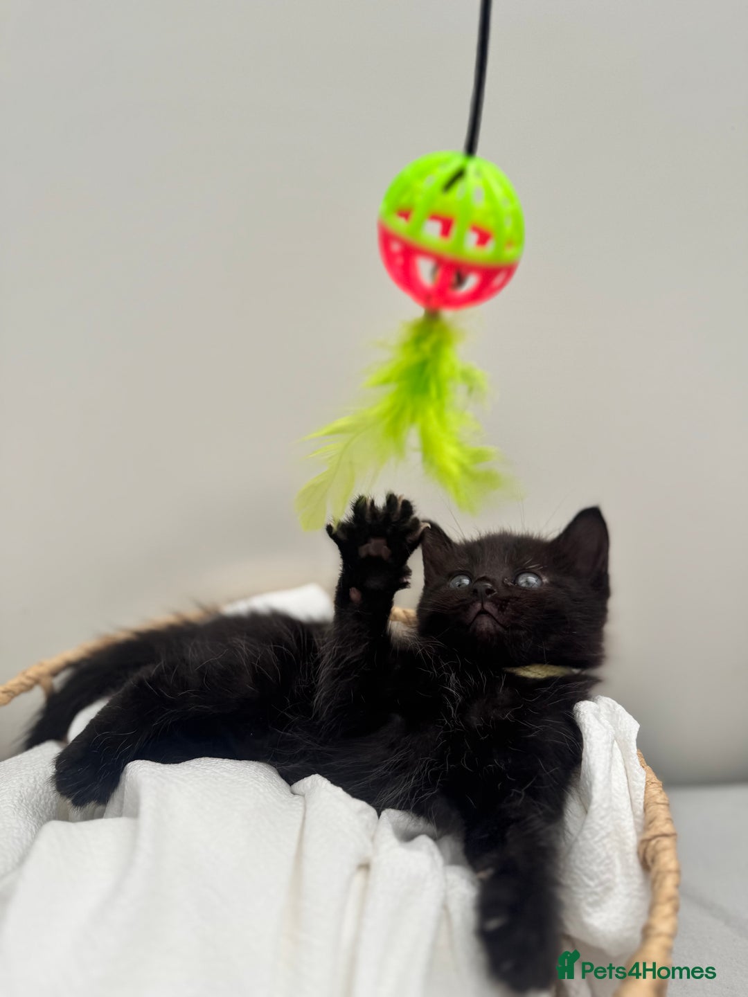 Ragdoll cats for sale: CUTE AND PLAYFUL HALF RAGDOLL KITTENS  - Image 23