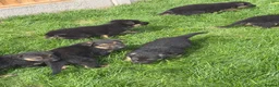 German Shepherd dogs for sale: German Shepard  - Advert 5