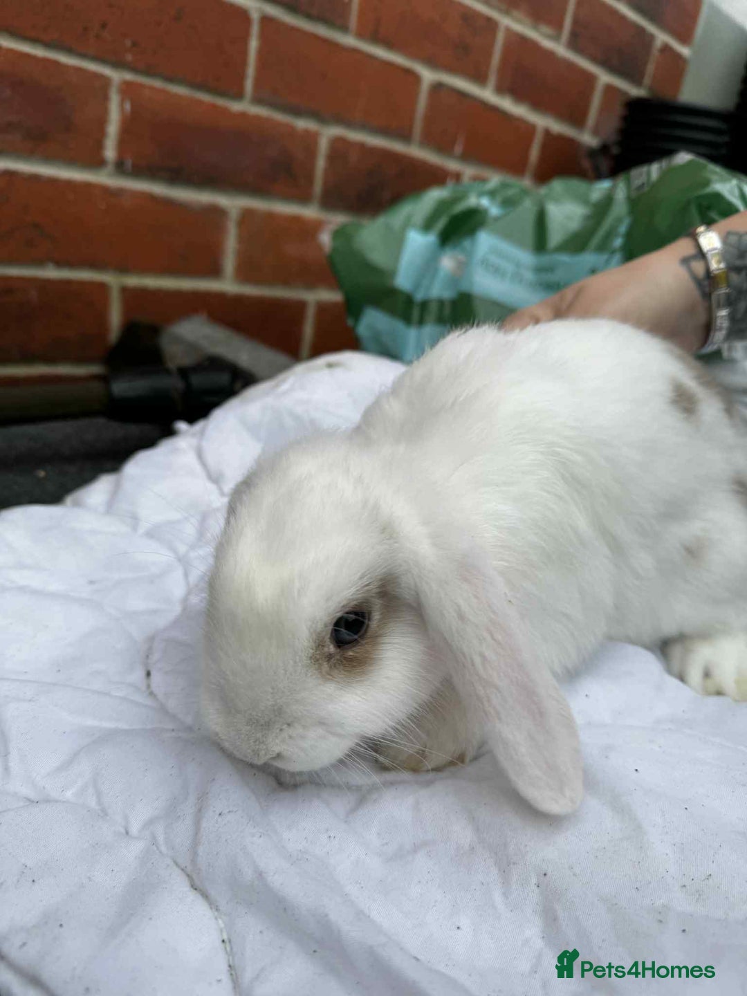 Mini Lop rabbits for sale: 2 female mini lops - Advert 1