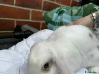 Mini Lop rabbits 1 female mini lop - Advert 20