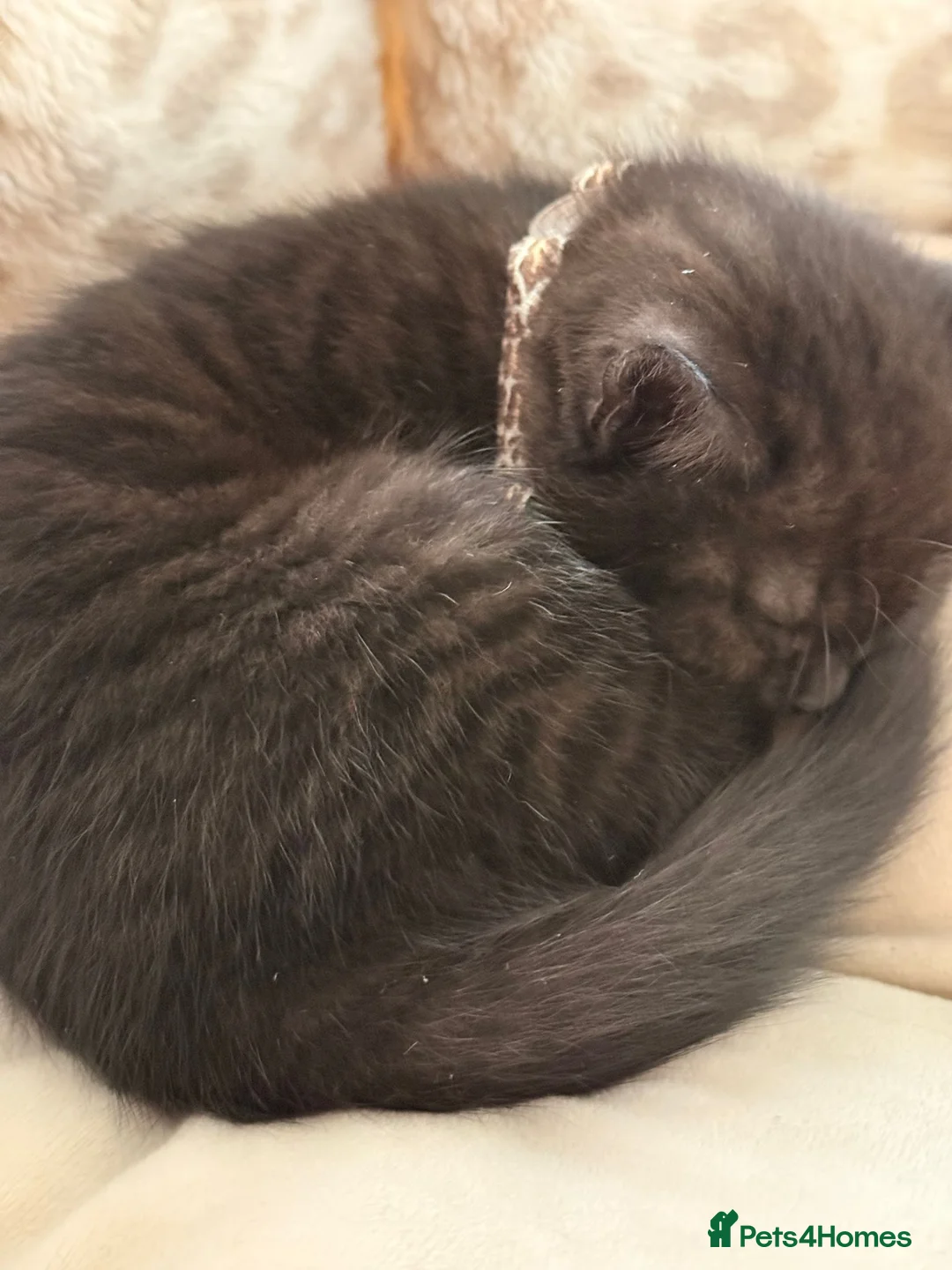 Mixed Breed cats for sale: British Shorthair Cross - Advert 7