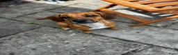 Mixed Breed dogs for sale: Beagle X Patterdale  in Devizes - Advert 2