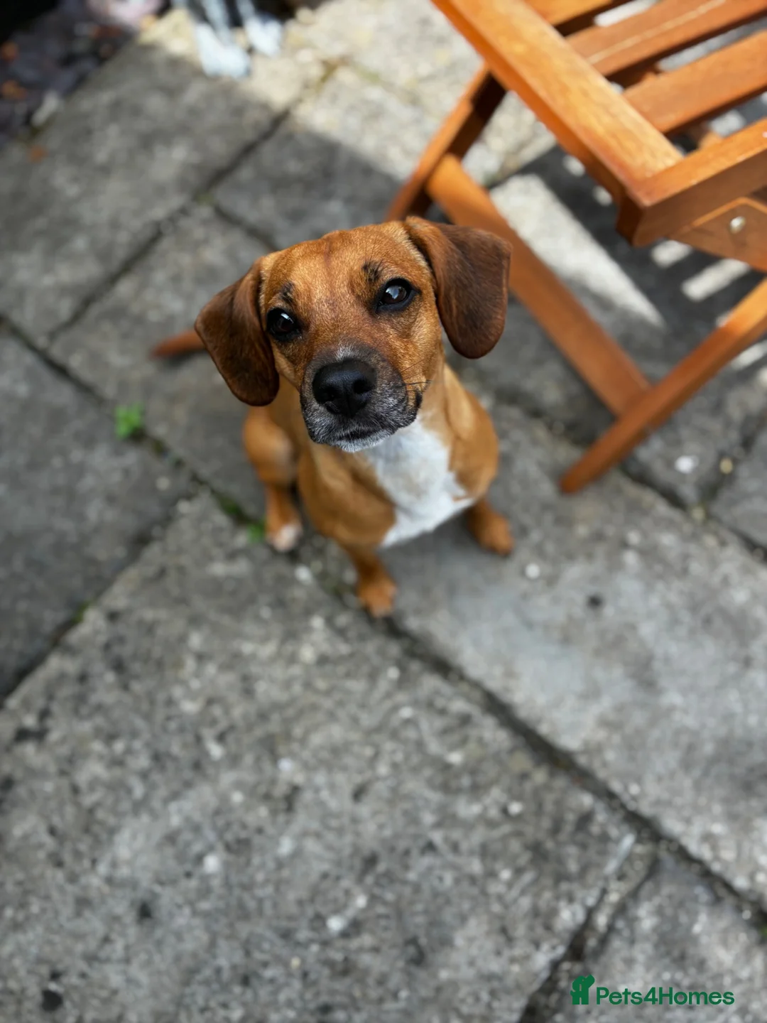 Mixed Breed dogs for sale: Beagle X Patterdale  in Devizes - Advert 2