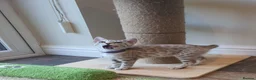 Bengal cats for sale: 🐆💕Very Beautiful Tica Registered Bengal Kittens. - Advert 30
