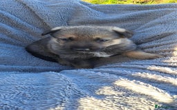 German Shepherd dogs for sale: German Shepherd poppers - Image 1