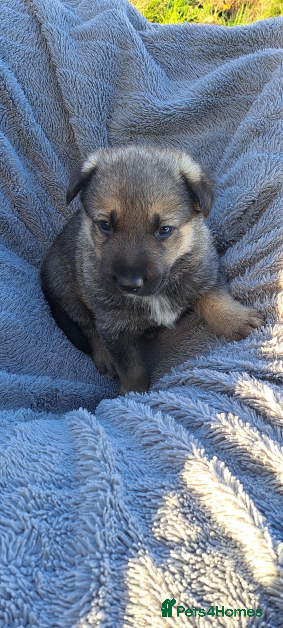 German Shepherd dogs for sale: German Shepherd poppers - Image 1